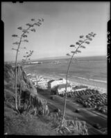 Century plants on the cliff edge of Palisades Park with Santa Monica Beach in the background, Santa Monica, 1938