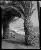 Carolyn Bartlett beneath a palm tree on a Palisades Park cliff at Montana Avenue, Santa Monica, circa 1946