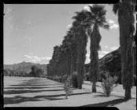 Helen Willard on a lawn bordered by a row of palm trees at the La Paz Guest Ranch, Palm Springs, 1941