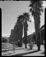 Helen Willard on a lawn bordered by a row of palm trees at the La Paz Guest Ranch, Palm Springs, 1941