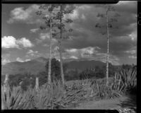 Agaves against cloudy sky, Redlands, 1937