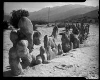 Cacti lining a road near a house, Palm Springs