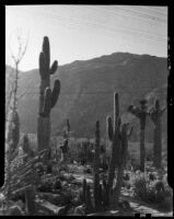 Saguaro cactus, Palm Springs vicinity