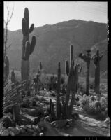 Saguaro cactus, Palm Springs vicinity