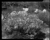 Flowering desert plant in Chino Canyon, Palm Springs, circa 1938?