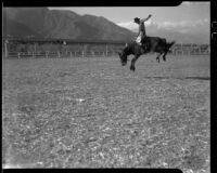 Cowboy saddle bronc riding at a rodeo at the Palm Springs Field Club, circa 1941