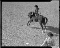Cowboy saddle bronc riding at a rodeo at the Palm Springs Field Club, circa 1941