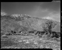 Horses await their riders during a breakfast ride, Palm Springs vicinity, 1941