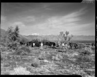 Horses await their riders during a breakfast ride, Palm Springs vicinity, 1941