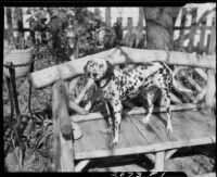 Spotted dog of Miss Charlotte Brown on a rustic bench, Los Angeles, 1934