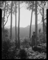 Evelyn Most standing amongst eucalyptus trees, Pacific Palisades or Santa Monica, 1944