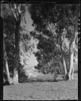 Eucalyptus trees at Huntington Palisades with Santa Monica Beach in the distance below, Pacific Palisades, 1950's