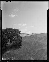Wheat fields, San Luis Obispo County