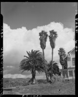 View from 160 Adelaide Drive, Santa Monica, 1939-1949