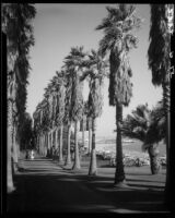 Walkway lined with palms in Palisades Park, Santa Monica, 1939-1949