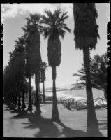 Walkway lined with palms in Palisades Park, Santa Monica, 1939-1946