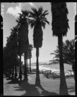 Walkway lined with palms in Palisades Park, Santa Monica, 1939