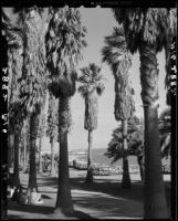 Palm-lined walk in Palisades Park, Santa Monica, 1939-1949