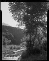 Matilija Canyon stream, Ojai vicinity, 1940s
