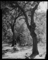 Matilija Canyon trail, Ojai vicinity, 1940s