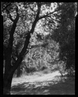 Matilija Canyon trail, Ojai vicinity, 1940s