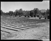 Trays of apricots drying in the sun, Hemet