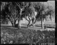 View through trees at Palisades Park, Santa Monica, 1937-1946