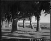Palm trees at Palisades Park, Santa Monica, 1937-1950
