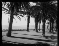 Palm trees and bay view at Palisades Park, Santa Monica, 1946-1950