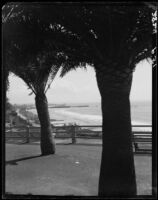 Coastal view through palm trees at Palisades Park, Santa Monica, 1946-1950
