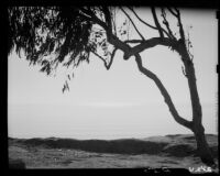 Tree and horizon at Palisades Park, Santa Monica, 1937-1950