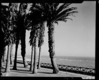 Palm trees at Palisades Park, Santa Monica, 1937-1950