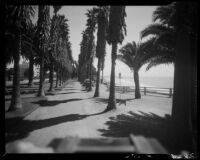 Palm-lined walk at Palisades Park, Santa Monica, 1937-1950