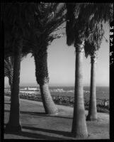 View through palm trees at Palisades Park towards the bay and pier, Santa Monica, 1937-1946