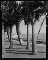 Carolyn Bartlett amidst palm trees in Palisades Park, Santa Monica, 1937-1950