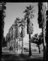 Palm-lined walk at Palisades Park, Santa Monica, 1937-1950