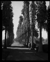 Carolyn Bartlett on the palm-lined walk at Palisades Park, Santa Monica, 1937-1950