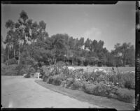 View from a drive on Will Rogers Ranch, Pacific Palisades, 1946