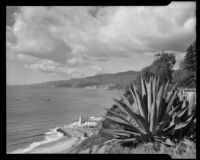 Century plant on the Pacific Palisades cliff above Will Rogers Beach, Los Angeles, 1950