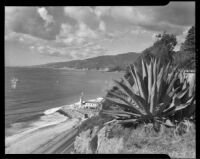 Century plant on the Pacific Palisades cliff above Will Rogers Beach, Los Angeles, 1950