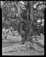 Rubber trees at Adams & Arlington, Los Angeles, 1943