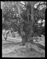 Rubber trees at Adams & Arlington, Los Angeles, 1943