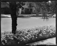 Daisies on 2nd Street, Santa Monica, circa 1926-1930