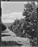 Orange orchard, Fontana, 1928-1965