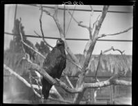 Eagle in Balboa Park Zoo, San Diego