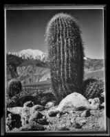 Close up view of a barrel cactus, Palm Springs vicinity, 1940