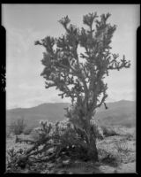 Cholla cactus, Palm Springs vicinity, 1940