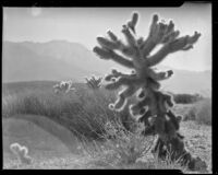 Cholla cactus , Palm Springs vicinity, 1940