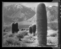 Barrel cacti, Palm Springs vicinity, 1940