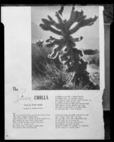 Photograph of a cholla cactus accompanying a poem by Stan Adler entitled, "The Siren Cholla," Palm Springs, 1940